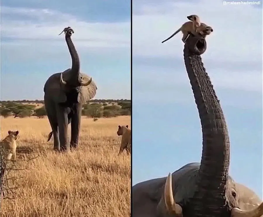 어.. 어이! 어서 우리들의 식량을 돌려줘! | mbong.kr 엠봉