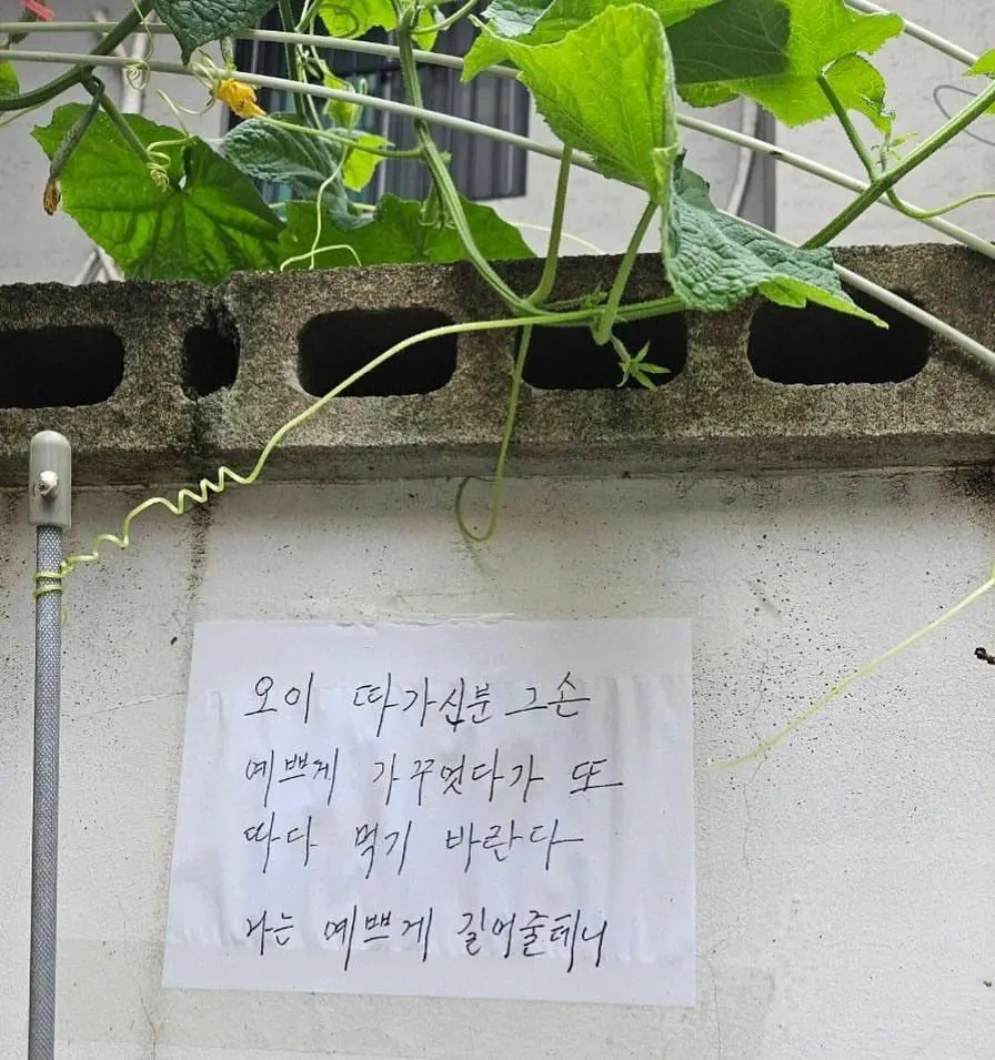 오이 도둑에게 할머니가 남긴 편지.jpg | mbong.kr 엠봉