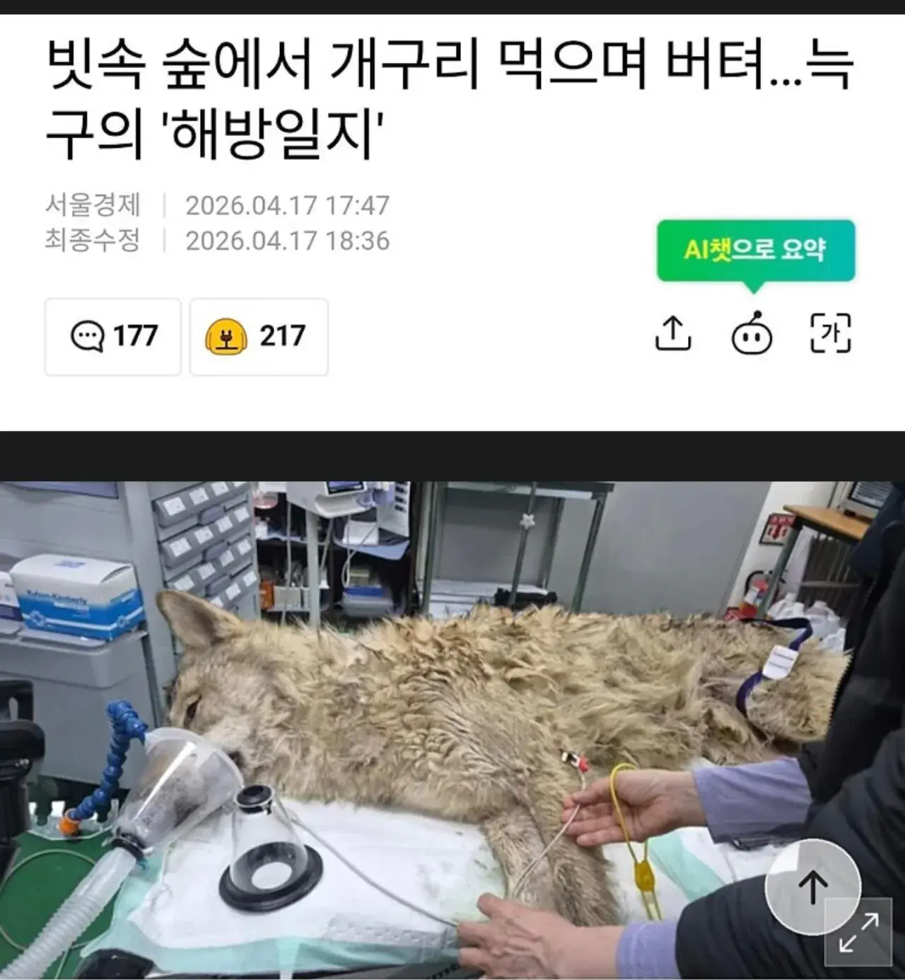 산속에서 10일간 버틴 늑구가 먹은거 | mbong.kr 엠봉
