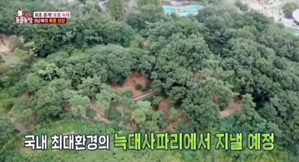 (더쿠펌) 충격적인 늑구네 가족 서식지 모습 | mbong.kr 엠봉