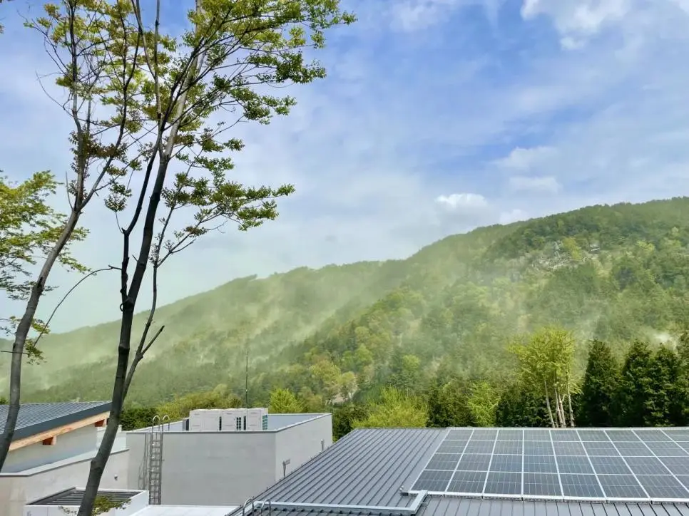 남부지방 소나무 근황 | mbong.kr 엠봉