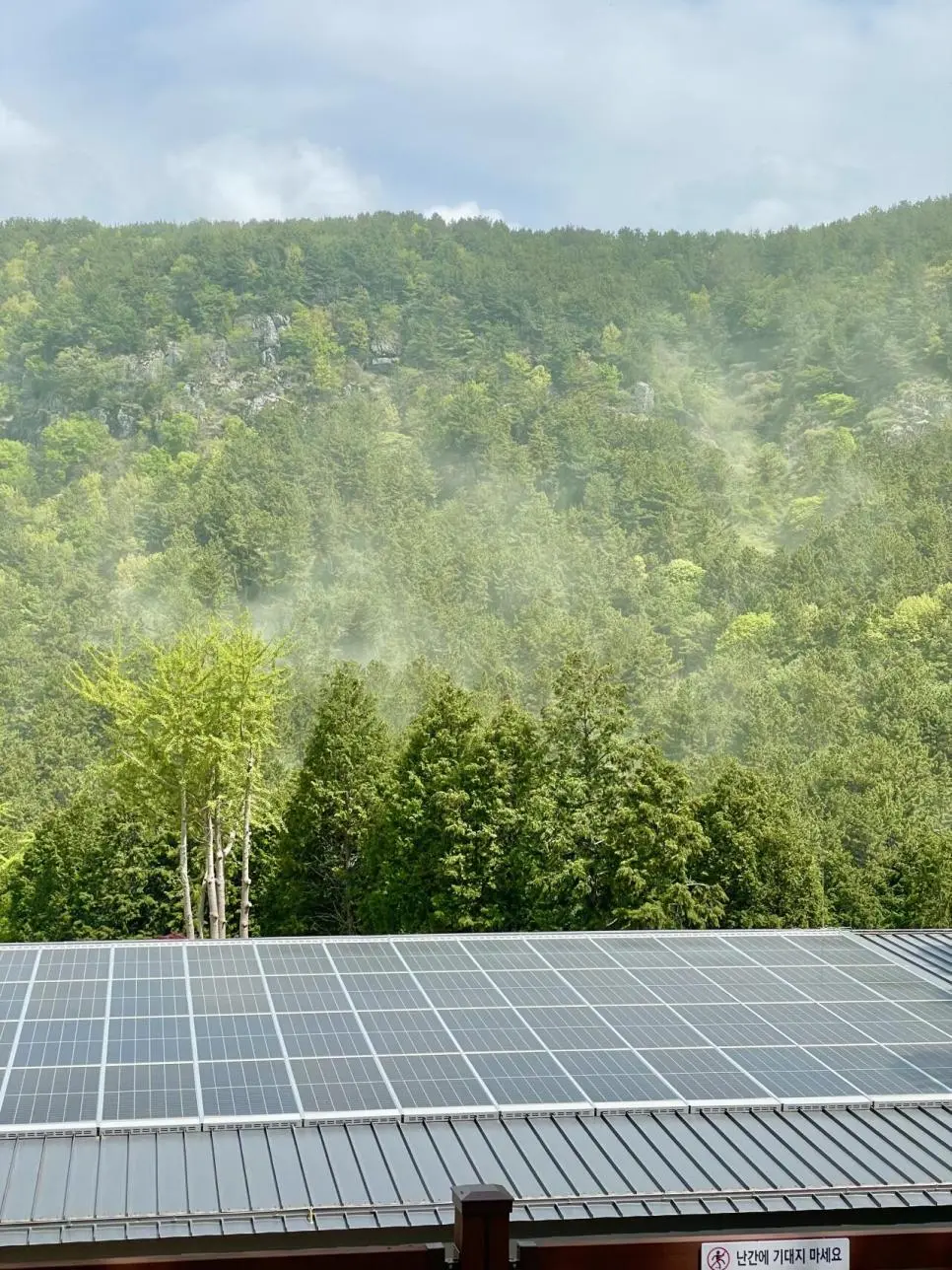 남부지방 소나무 근황 | mbong.kr 엠봉