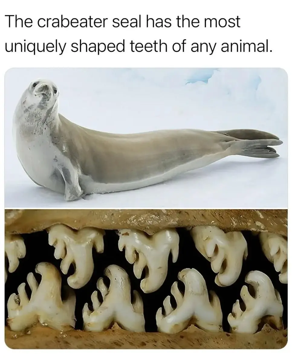 게잡이 물범의 특이한 이빨 모양.jpg | mbong.kr 엠봉