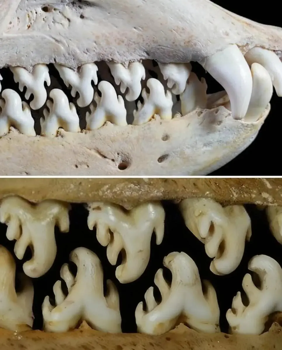 게잡이 물범의 특이한 이빨 모양.jpg | mbong.kr 엠봉