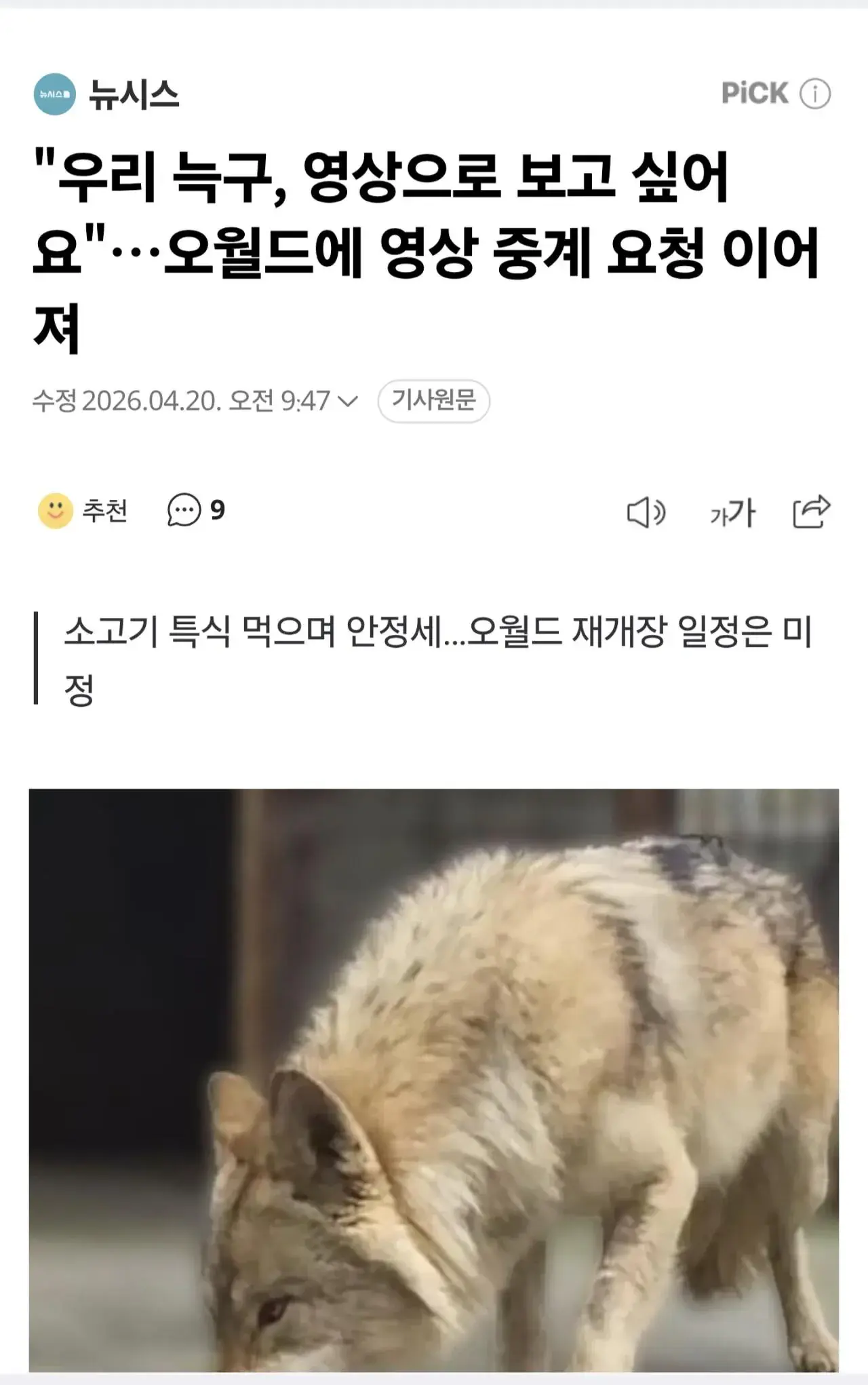 오월드 늑구 근황 | mbong.kr 엠봉