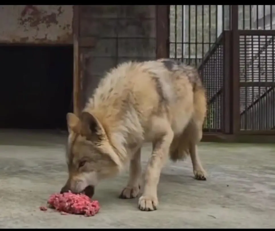 민원 폭발한 늑구 식사장면 | mbong.kr 엠봉