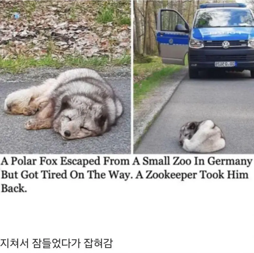 독일 동물원에서 탈출한 북극여우 | mbong.kr 엠봉