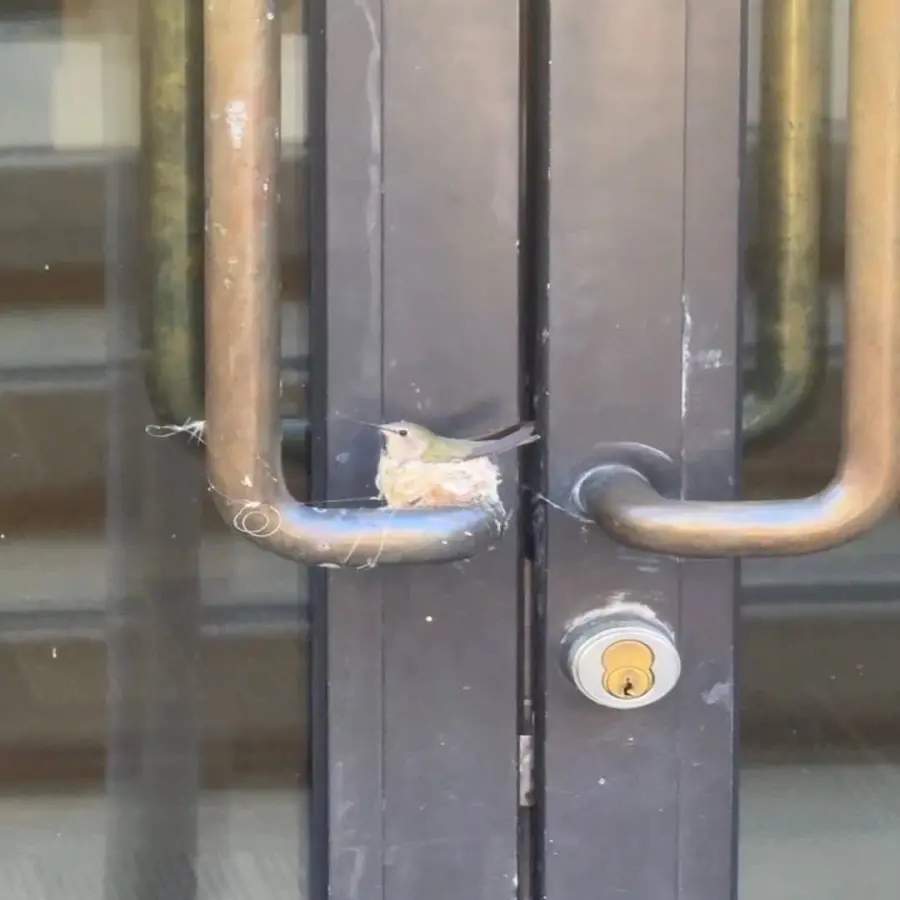 벌새가 문 손잡이에 둥지를 틀자 호텔측 대응.jpg | mbong.kr 엠봉