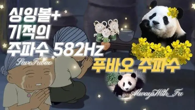 푸바오 돌아오는 주파수 | mbong.kr 엠봉