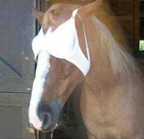 )말을 쉽고 빠르게 진정시키는 방법 | mbong.kr 엠봉