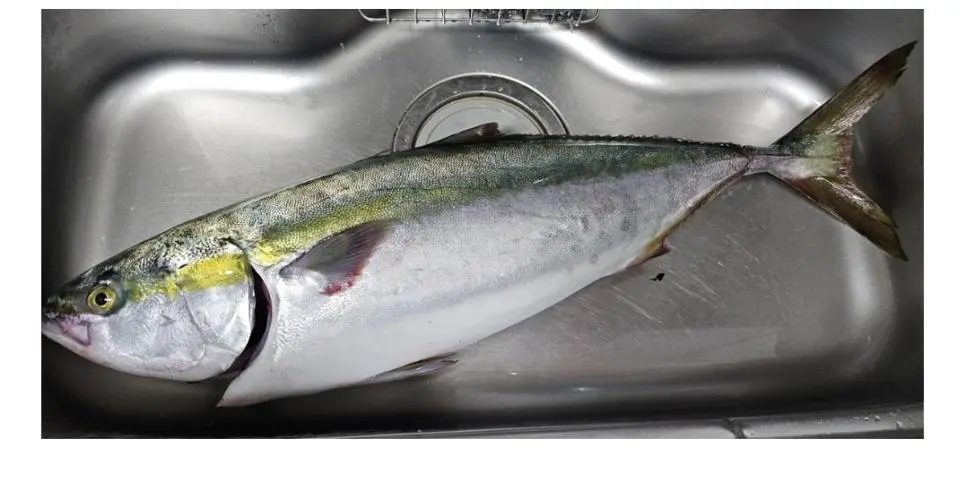 취미로 노량진에서 회 사와서 직접 손질해서 먹는다는 여성.jpg | mbong.kr 엠봉