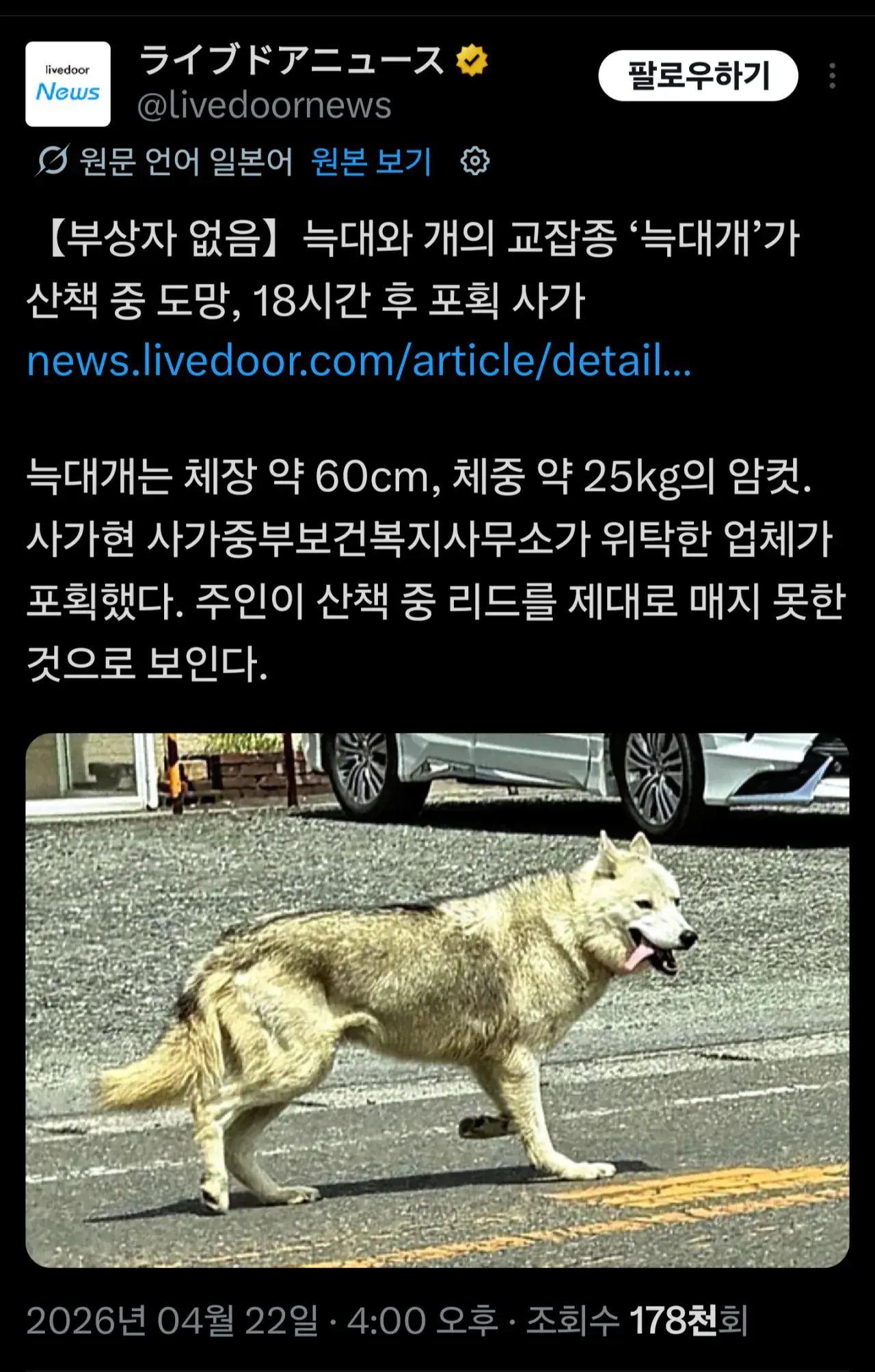 일본 사가현에서도 늑구 탈출사건 발생 | mbong.kr 엠봉