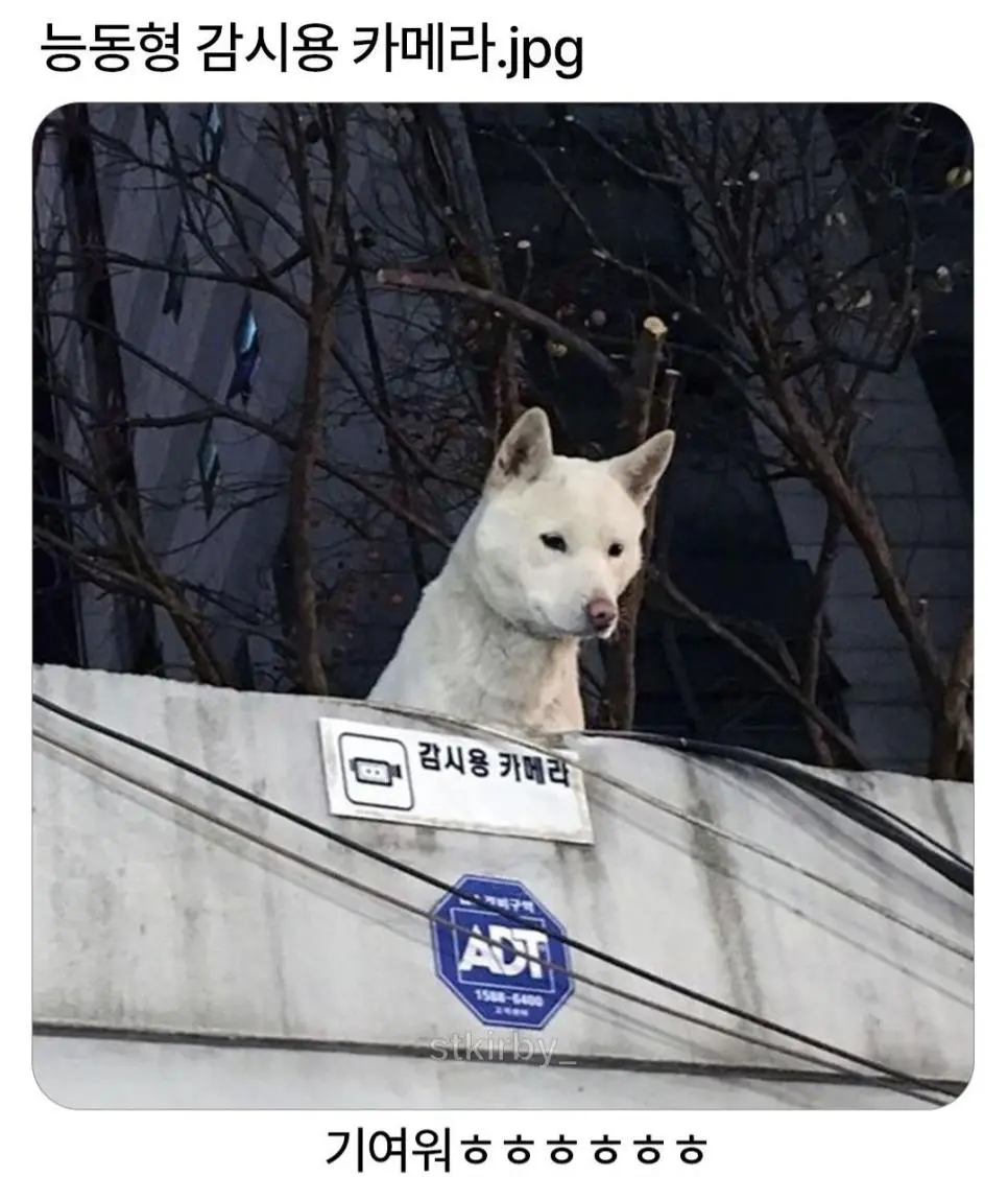 능동형 감시용 카메라.jpg | mbong.kr 엠봉