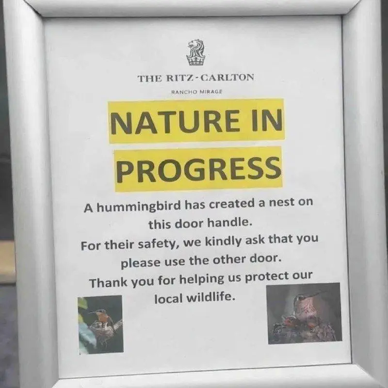 벌새가 문 손잡이에 둥지를 틀자 호텔측 대응.jpg | mbong.kr 엠봉