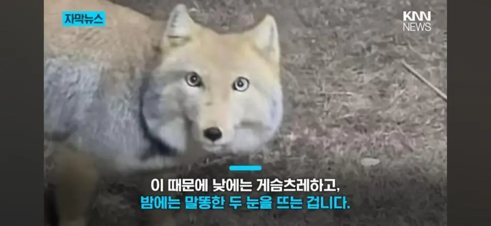 티벳 여우의 반전.jpg | mbong.kr 엠봉