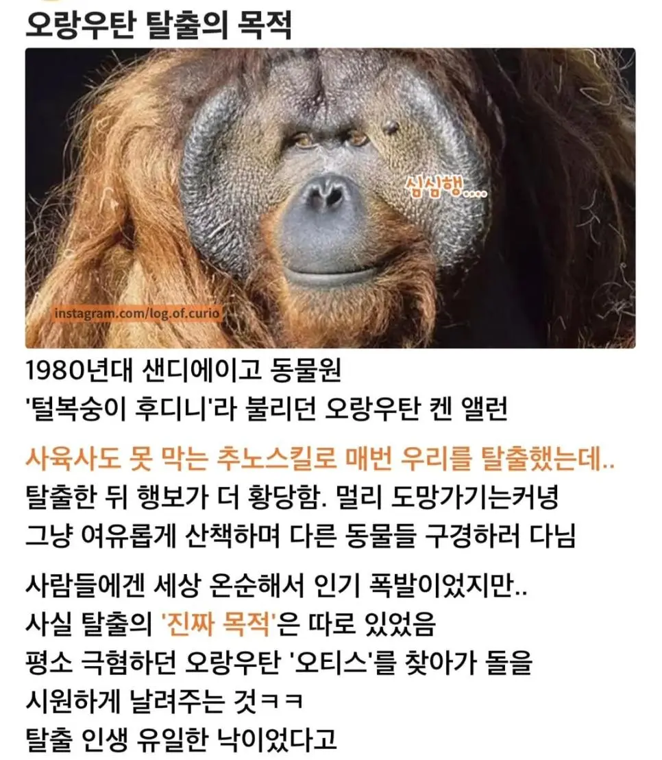 오랑우탄이 탈출하는 이유.jpg | mbong.kr 엠봉