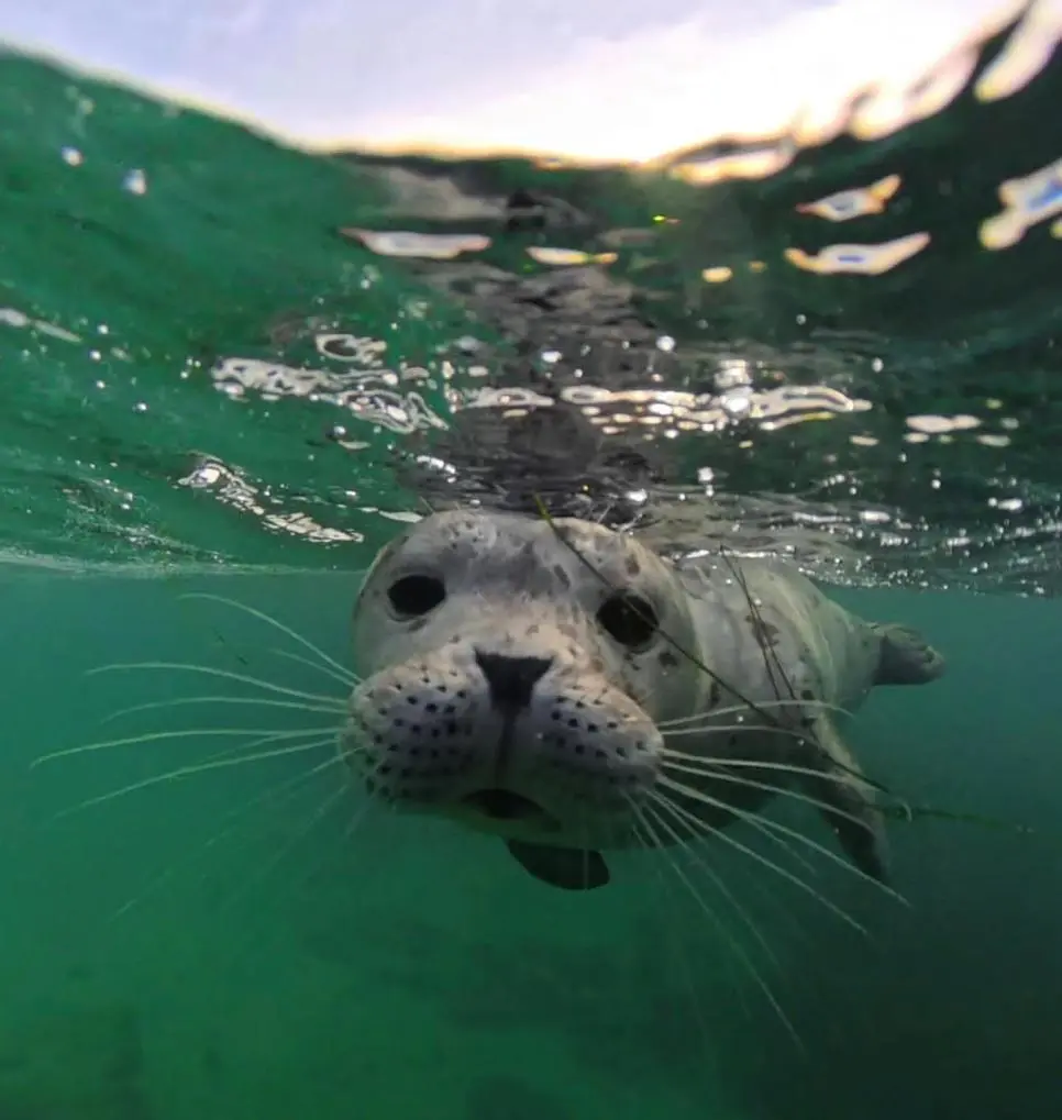 야생 물범에게 공격당한 남자의 기록 | mbong.kr 엠봉