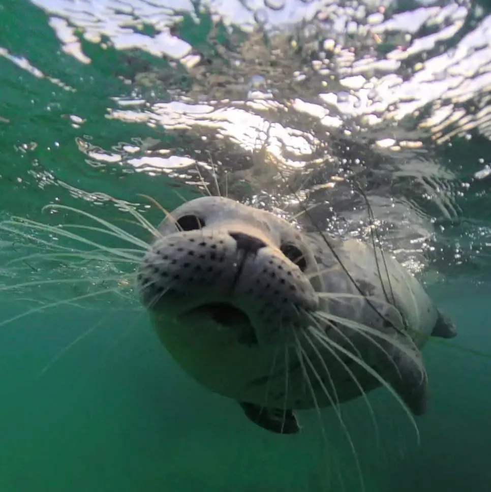 야생 물범에게 공격당한 남자의 기록 | mbong.kr 엠봉