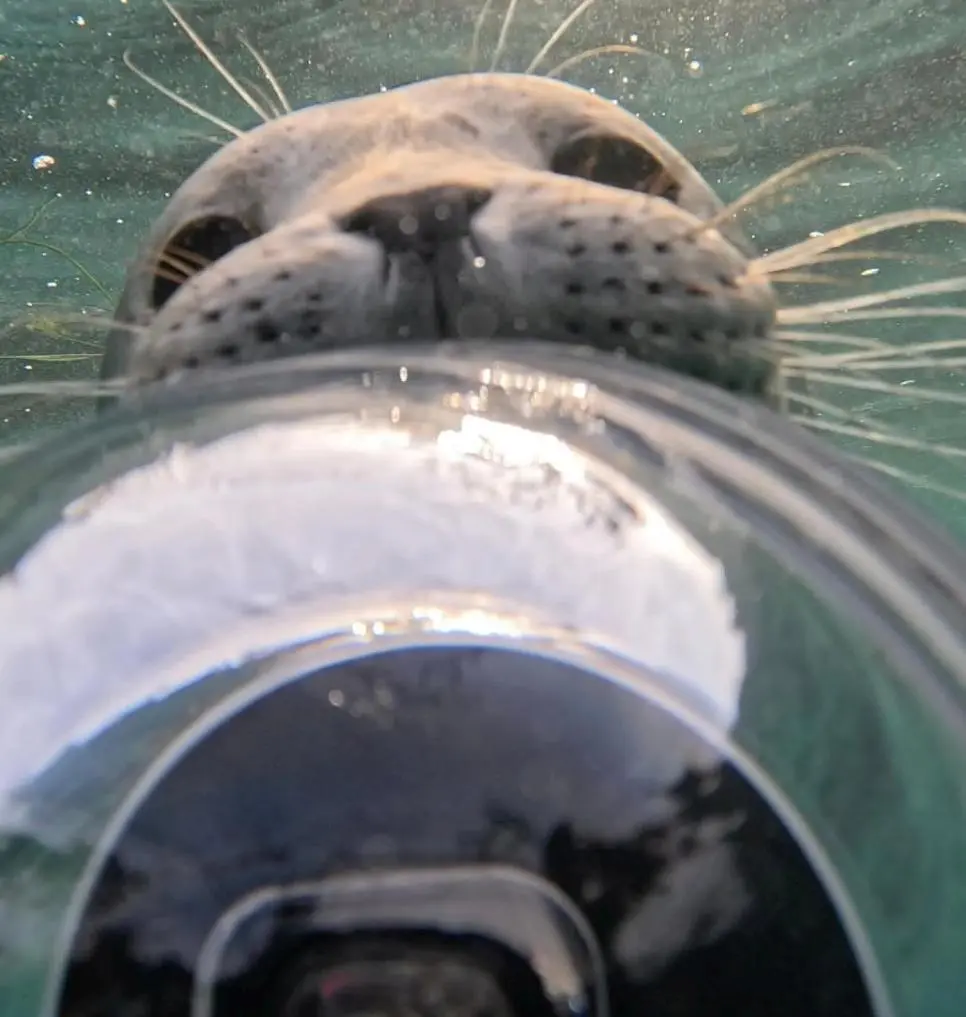 야생 물범에게 공격당한 남자의 기록 | mbong.kr 엠봉