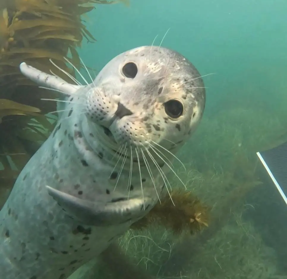 야생 물범에게 공격당한 남자의 기록 | mbong.kr 엠봉