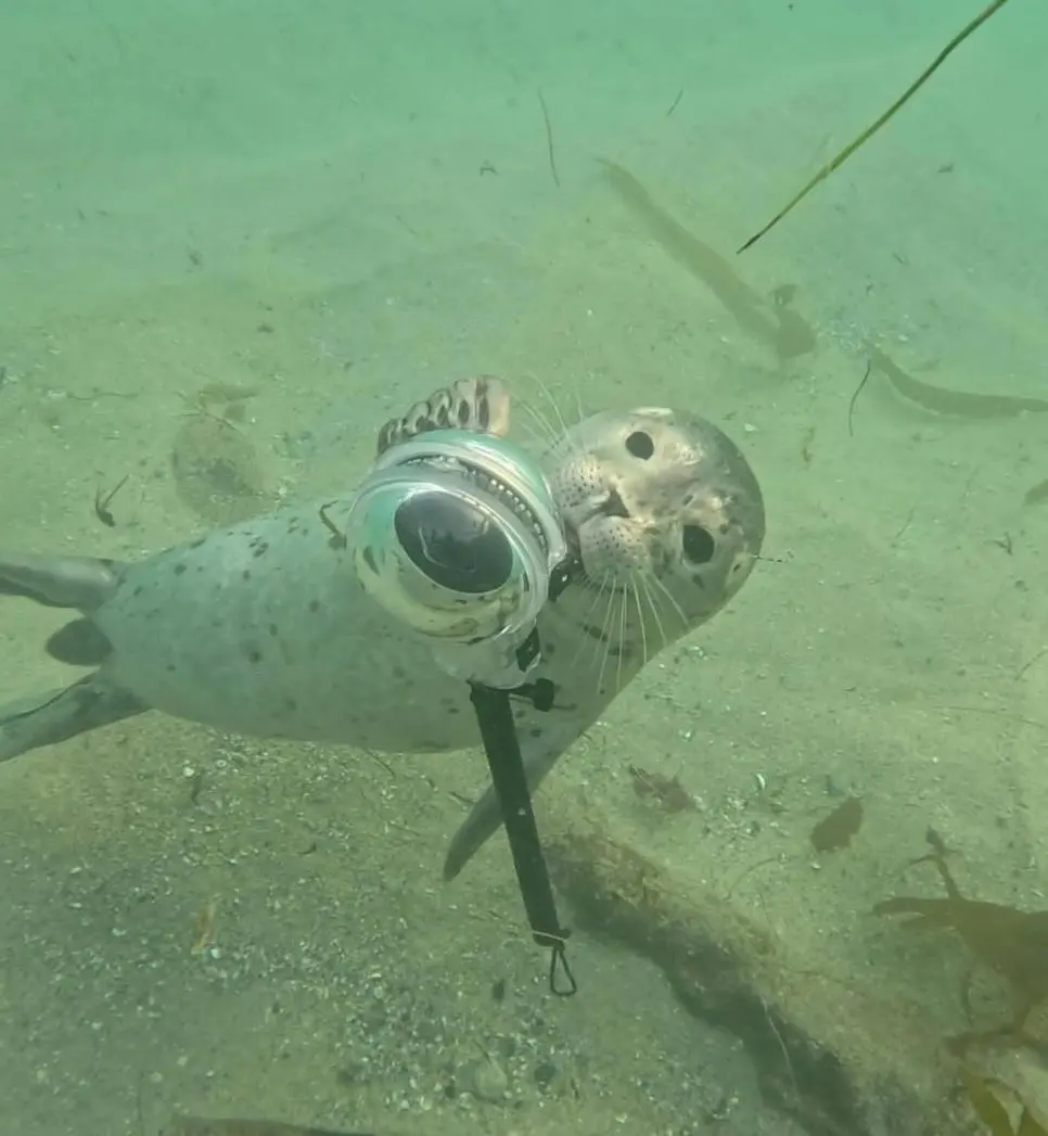 야생 물범에게 공격당한 남자의 기록 | mbong.kr 엠봉