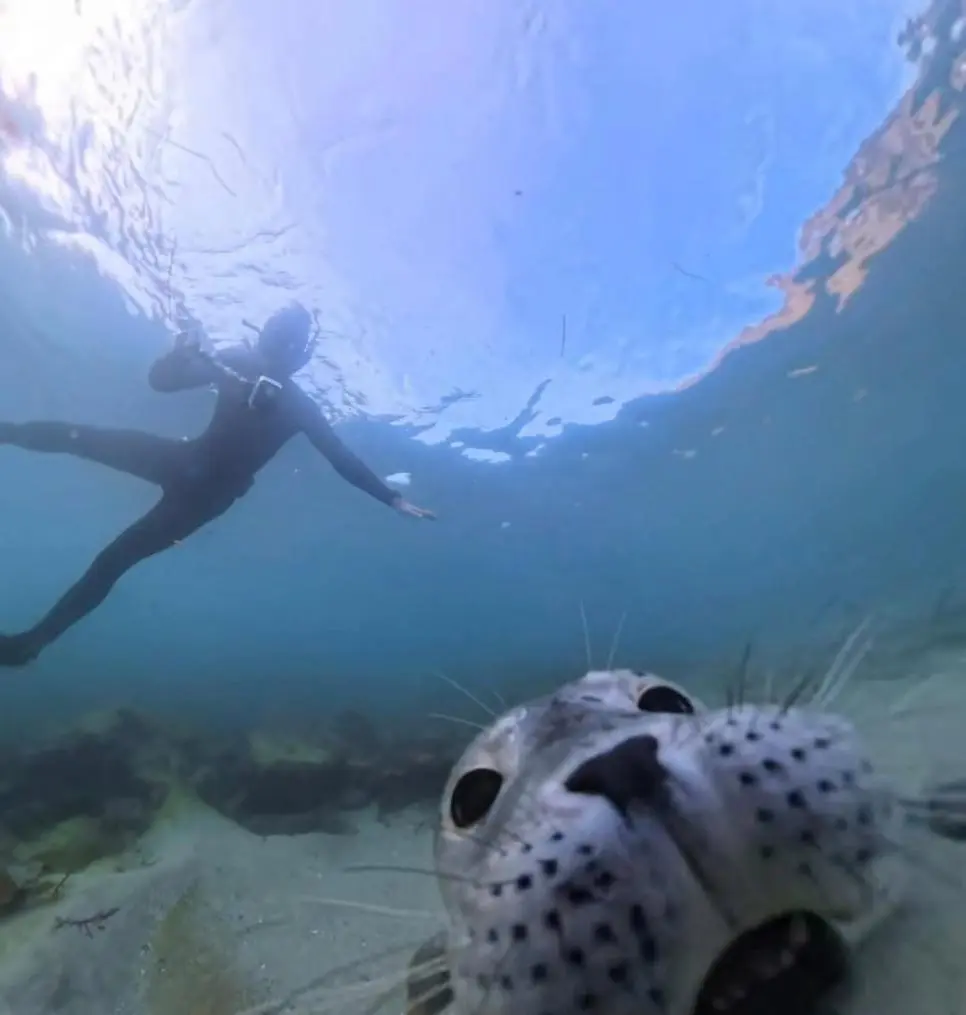 야생 물범에게 공격당한 남자의 기록 | mbong.kr 엠봉