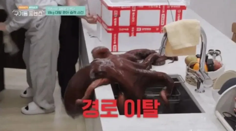 장근석이 멤버들과 먹을려고 구매한 18kg짜리 문어 크기 | mbong.kr 엠봉