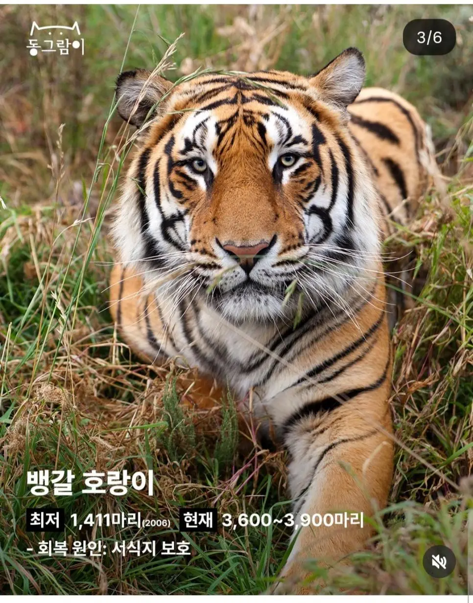 2026 부활한 야생동물 5종 | mbong.kr 엠봉