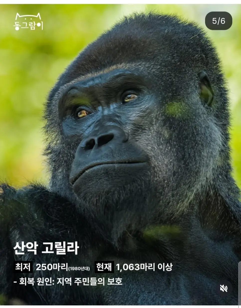 2026 부활한 야생동물 5종 | mbong.kr 엠봉