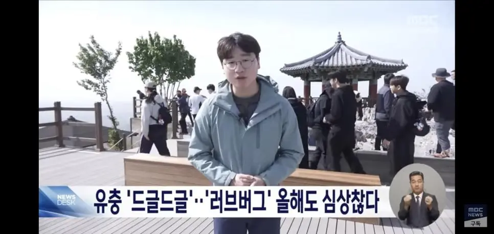 유충 드글드글 ‘러브버그’ 올해도 심상치 않다 | mbong.kr 엠봉