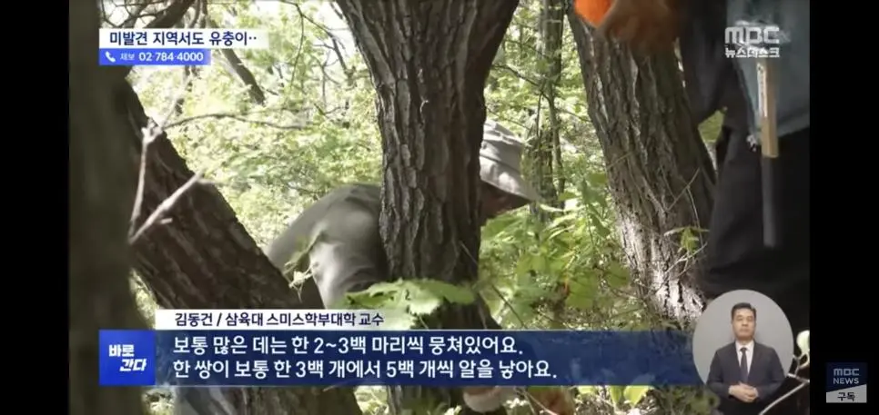 유충 드글드글 ‘러브버그’ 올해도 심상치 않다 | mbong.kr 엠봉