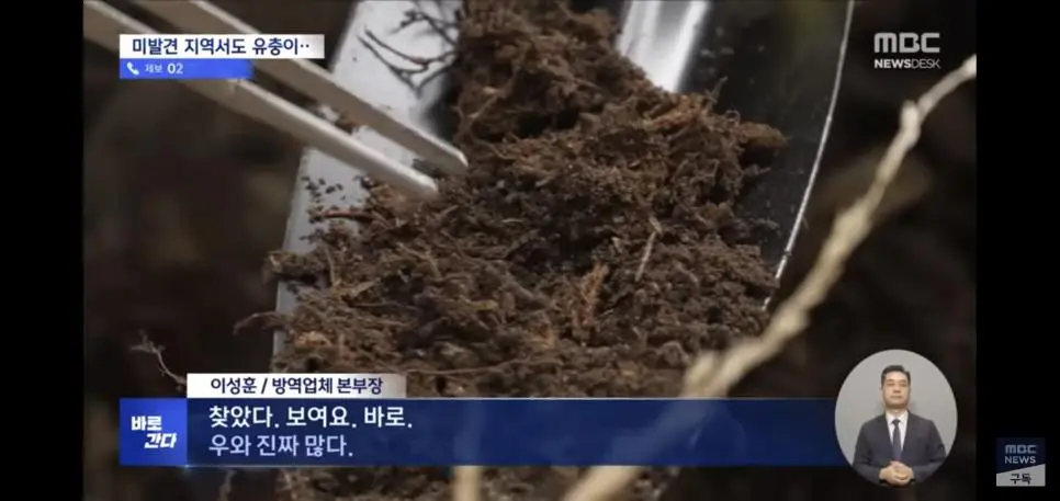 유충 드글드글 ‘러브버그’ 올해도 심상치 않다 | mbong.kr 엠봉