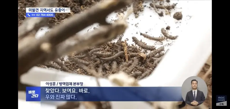 유충 드글드글 ‘러브버그’ 올해도 심상치 않다 | mbong.kr 엠봉