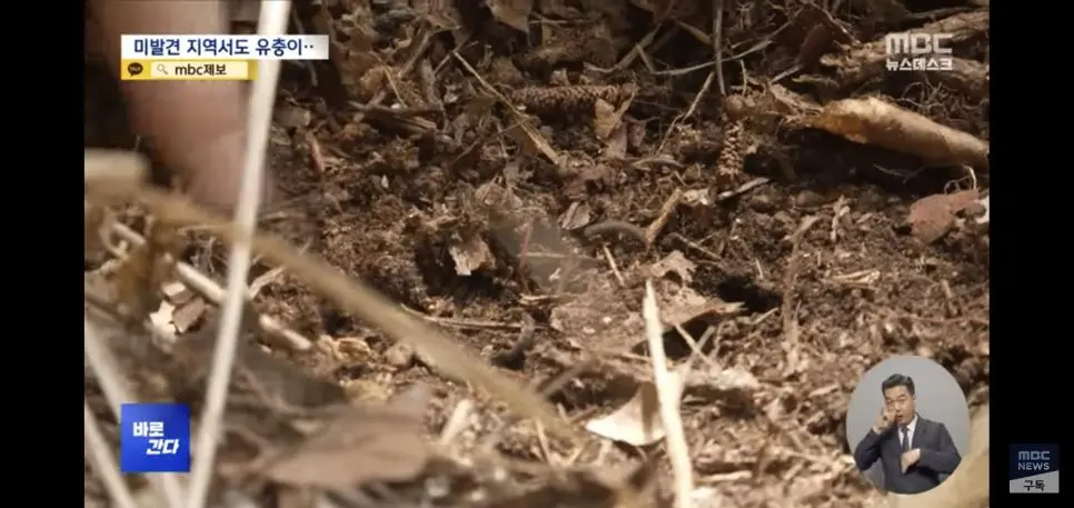 유충 드글드글 ‘러브버그’ 올해도 심상치 않다 | mbong.kr 엠봉