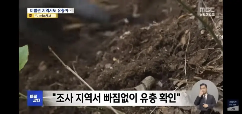 유충 드글드글 ‘러브버그’ 올해도 심상치 않다 | mbong.kr 엠봉