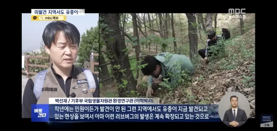 유충 드글드글 ‘러브버그’ 올해도 심상치 않다 | mbong.kr 엠봉