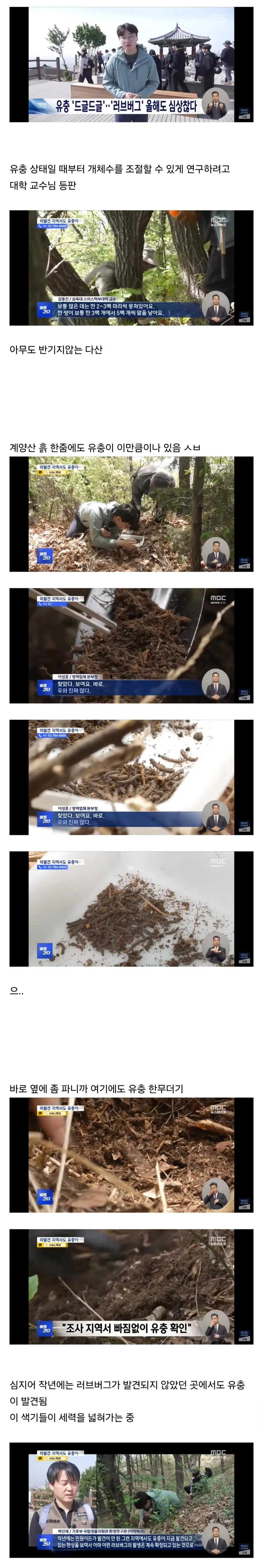 올해 러브버그 근황 | mbong.kr 엠봉