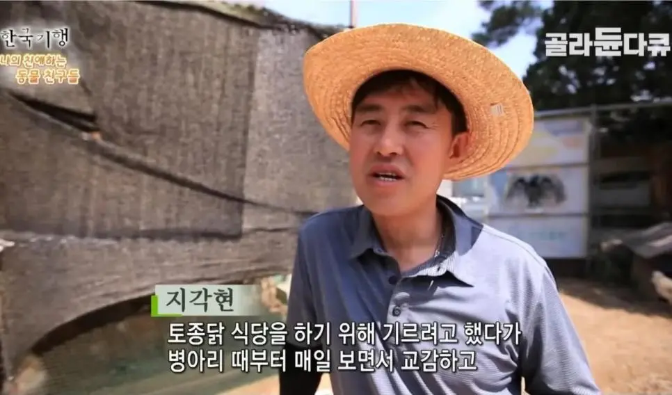 백숙집 차리려고 닭 키우기 시작한 부부의 최후 | mbong.kr 엠봉