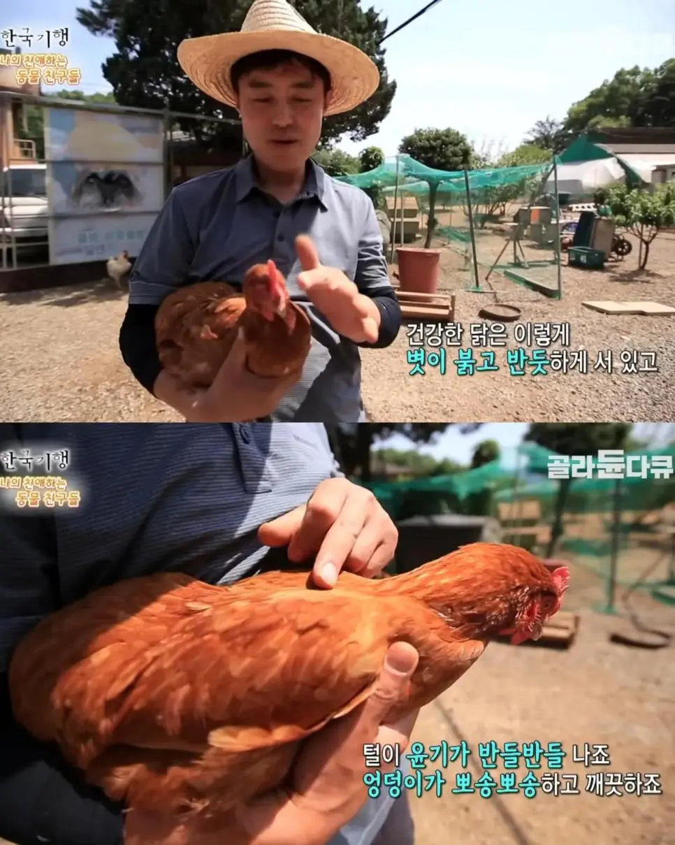 백숙집 차리려고 닭 키우기 시작한 부부의 최후 | mbong.kr 엠봉