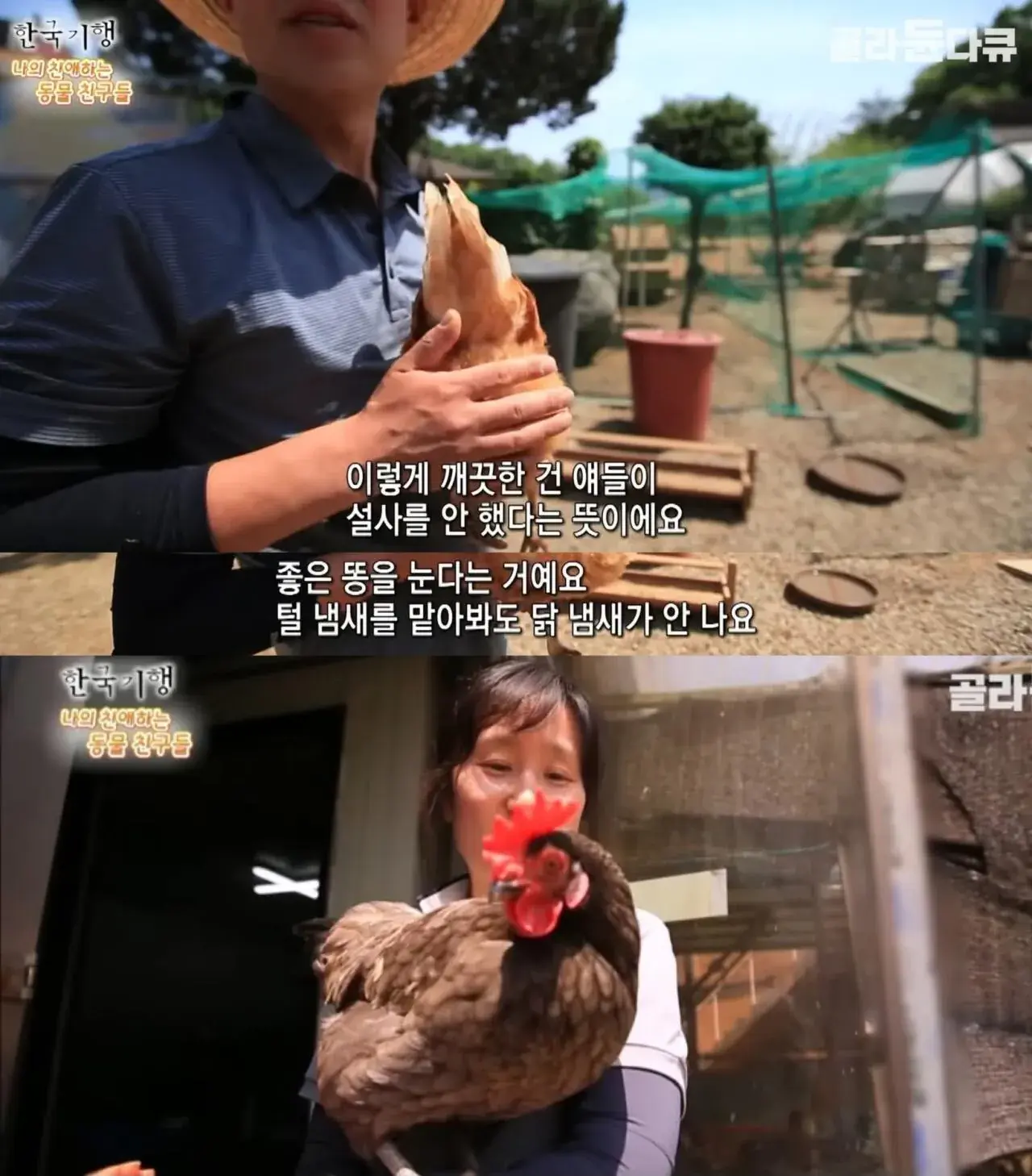 백숙집 차리려고 닭 키우기 시작한 부부의 최후 | mbong.kr 엠봉