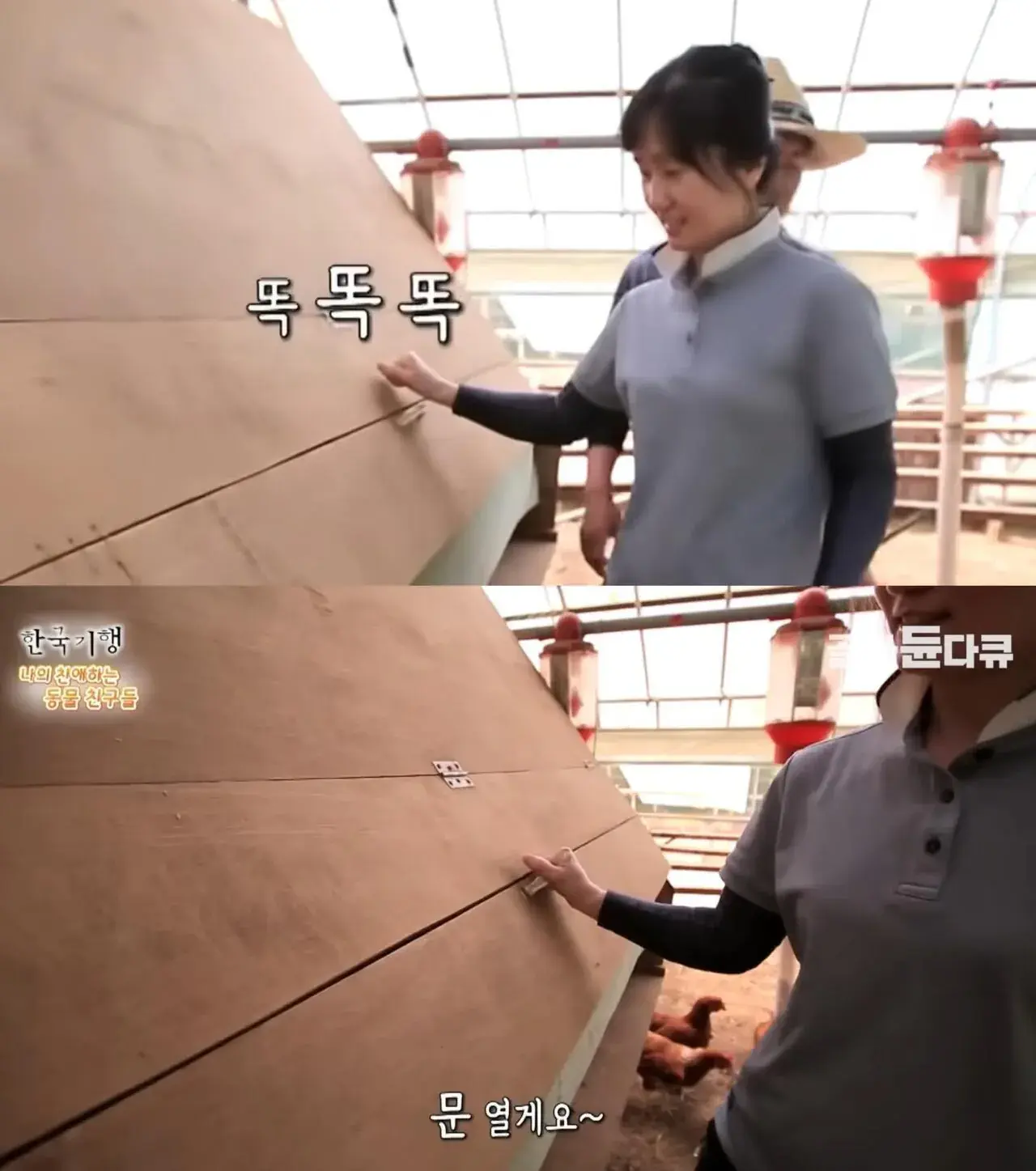 백숙집 차리려고 닭 키우기 시작한 부부의 최후 | mbong.kr 엠봉