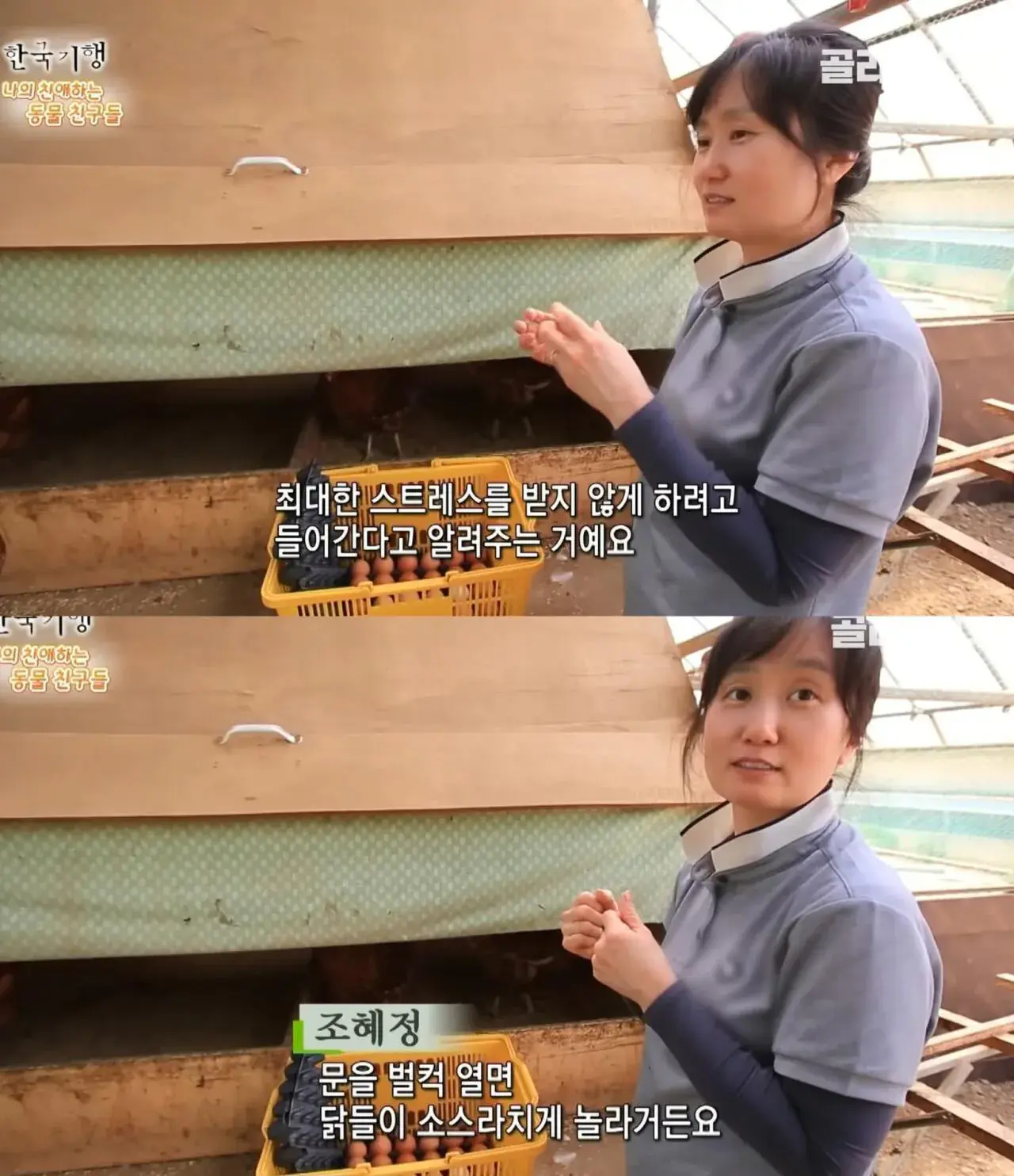 백숙집 차리려고 닭 키우기 시작한 부부의 최후 | mbong.kr 엠봉