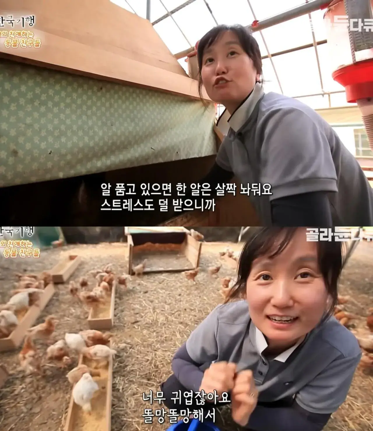 백숙집 차리려고 닭 키우기 시작한 부부의 최후 | mbong.kr 엠봉