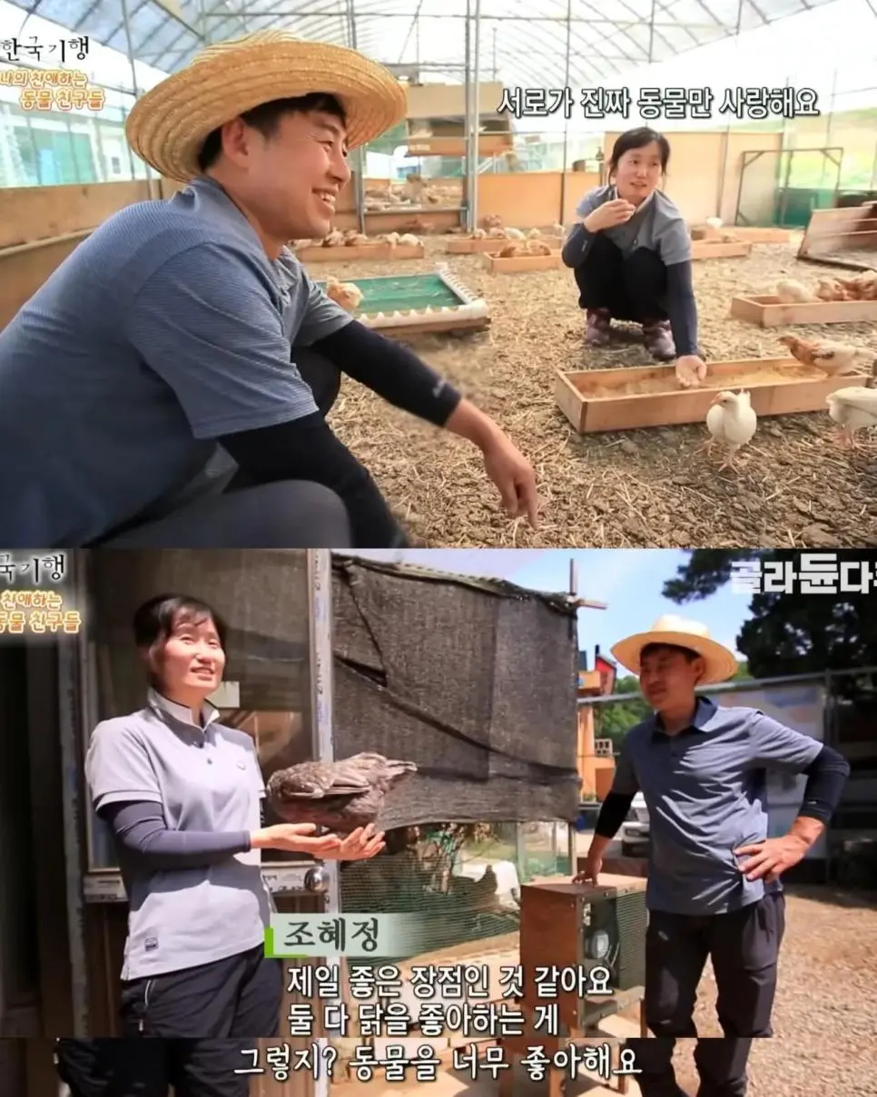 백숙집 차리려고 닭 키우기 시작한 부부의 최후 | mbong.kr 엠봉