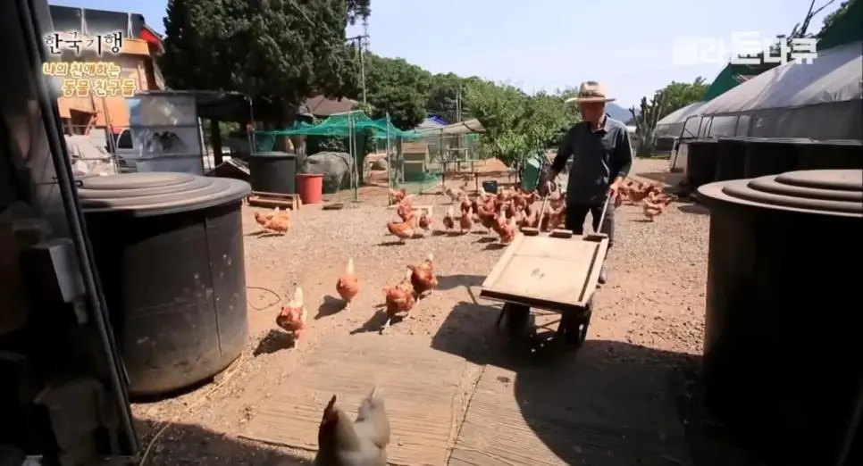 백숙집 차리려고 닭 키우기 시작한 부부의 최후 | mbong.kr 엠봉