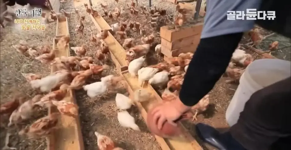 백숙집 차리려고 닭 키우기 시작한 부부의 최후 | mbong.kr 엠봉