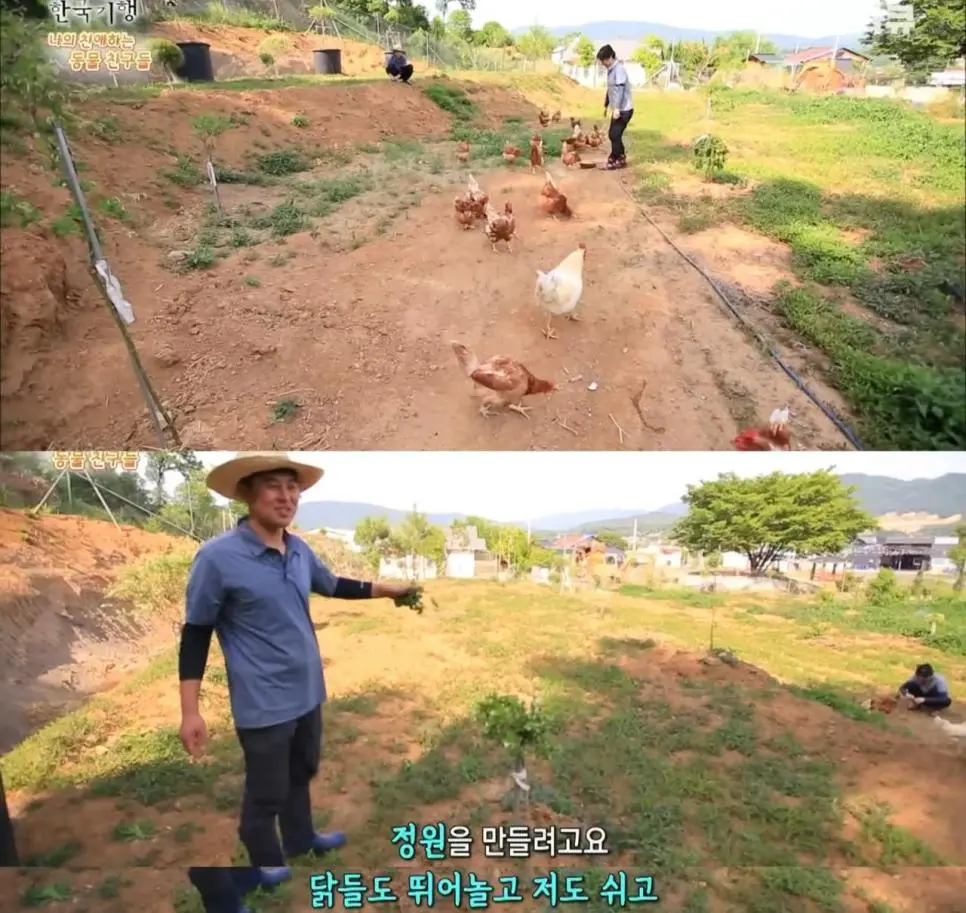 백숙집 차리려고 닭 키우기 시작한 부부의 최후 | mbong.kr 엠봉