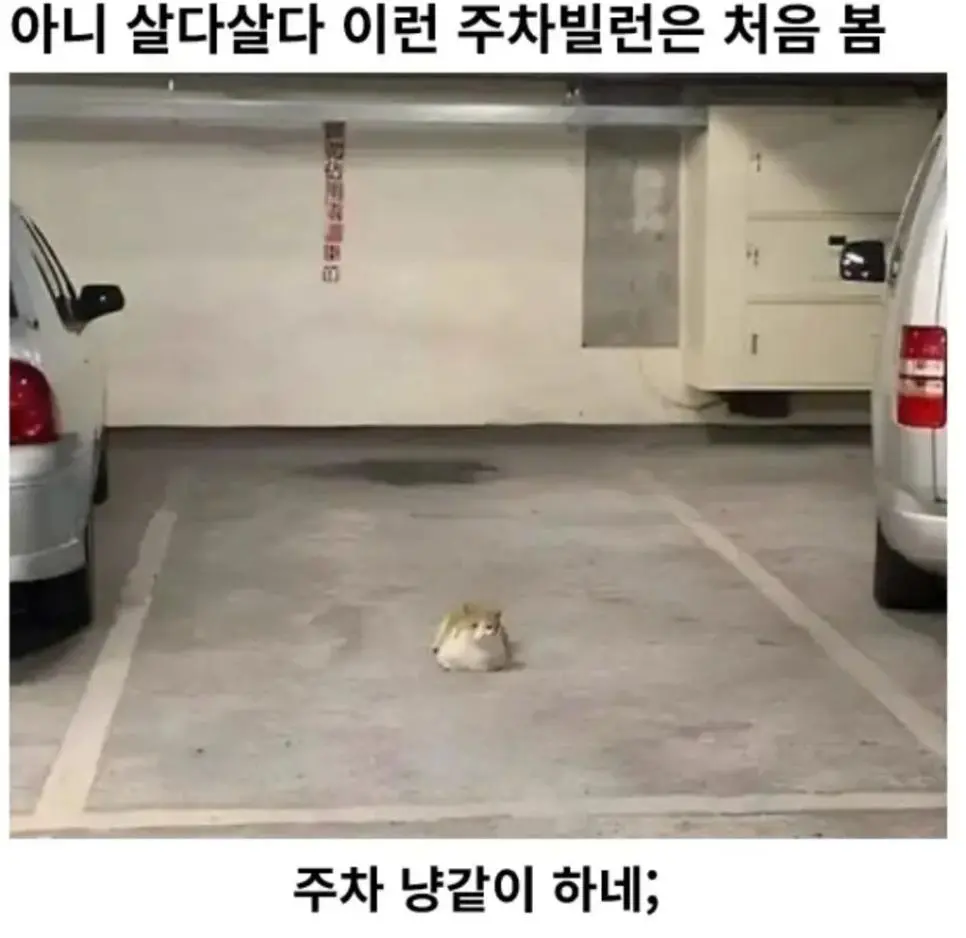 아니 살다살다 이런 주차빌런은 처음 봄 | mbong.kr 엠봉