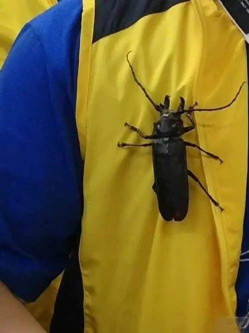 한반도에서 가장 큰 곤충 | mbong.kr 엠봉