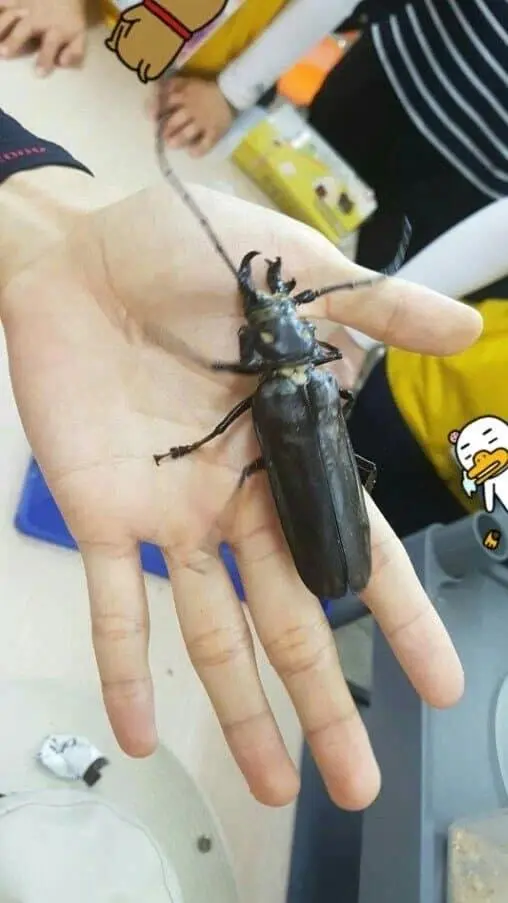 한반도에서 가장 큰 곤충 | mbong.kr 엠봉
